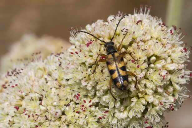 Gardening to Support Our Native Bees: Blooms for Every Season