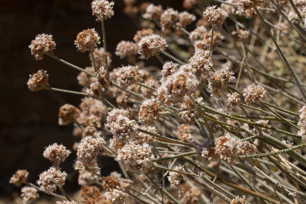 Buckwheat