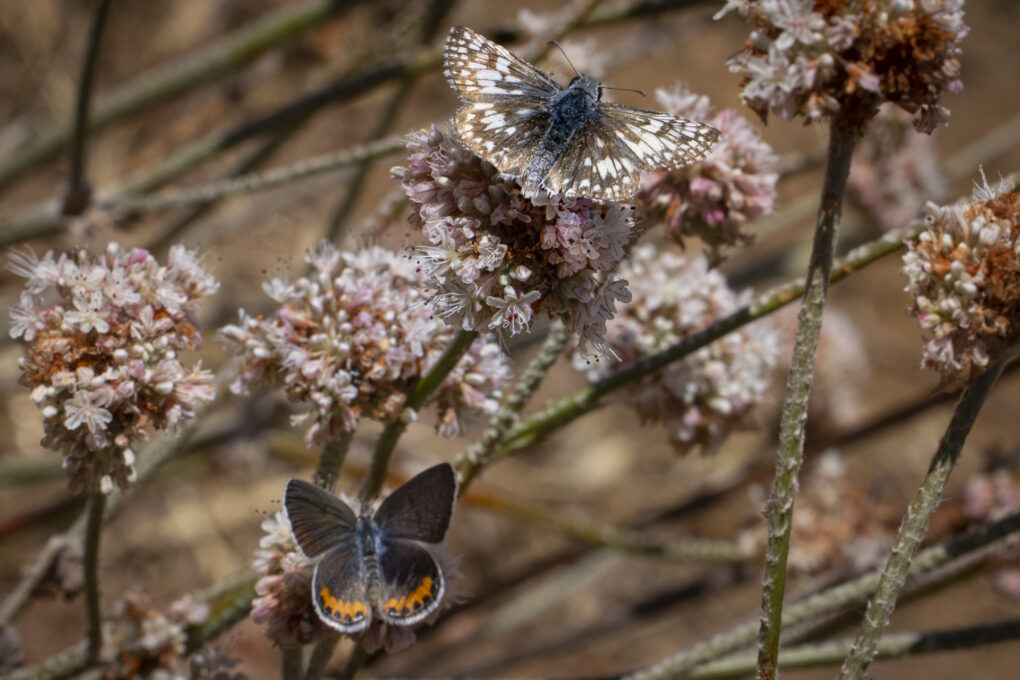 Butterflies