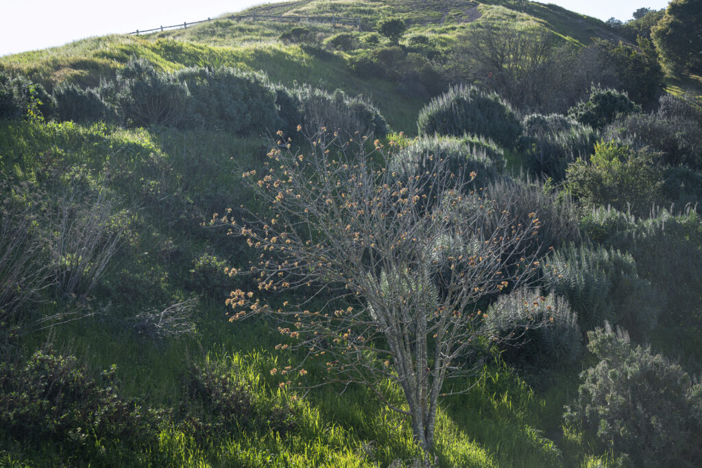 Alabama Street Restoration - Bernal Heights, SF