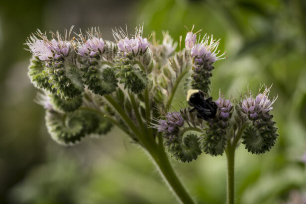 Unveiling the Mysteries of California Phacelia