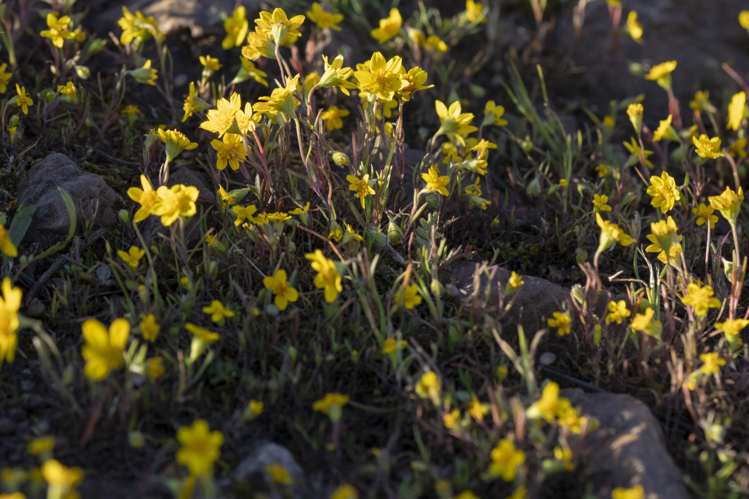 Discover California Goldfields: A Burst of Yellow