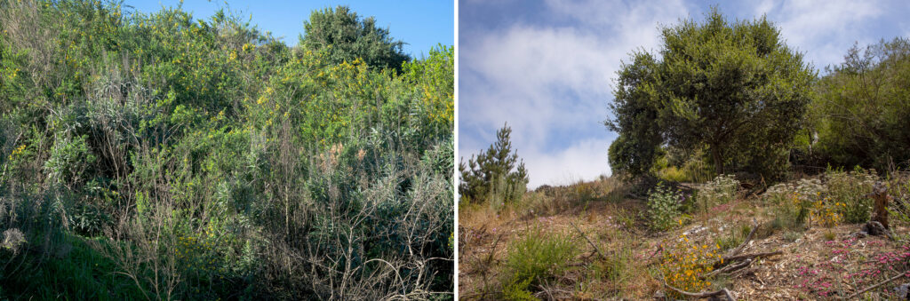 Bernal Wild - Oak Tree Before and After