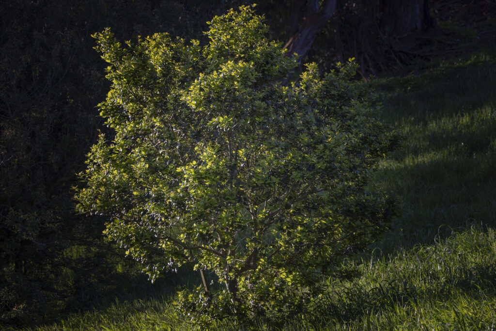 The Mighty Oaks of California: More Than Just Trees, They're Ecosystems