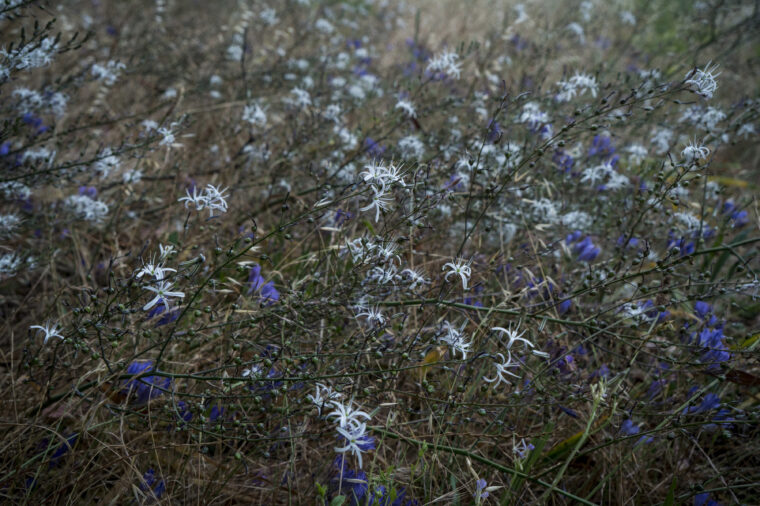 Soap Plant