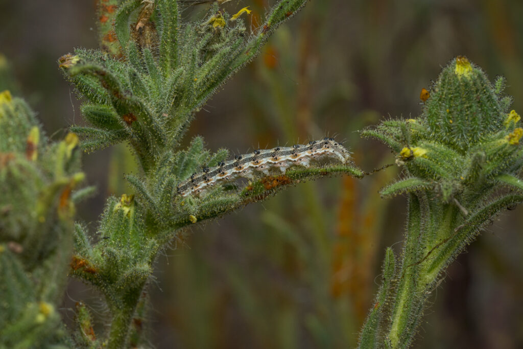 The Diversity of Tarweed